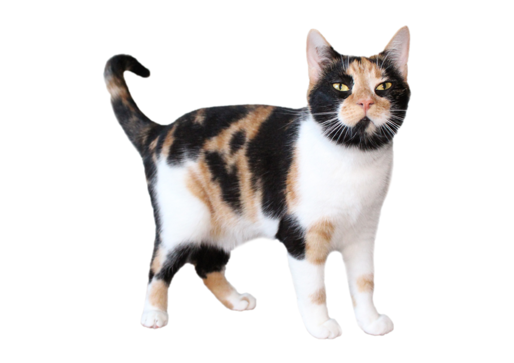 A calico cat standing up.